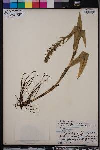 Habenaria repens image