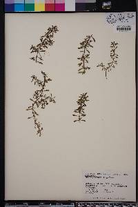 Ludwigia brevipes image