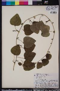 Nephroia carolina image