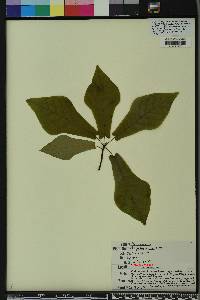 Magnolia pyramidata image