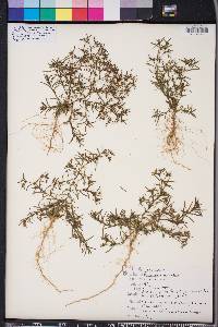 Polypremum procumbens image