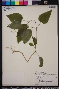 Circaea canadensis image