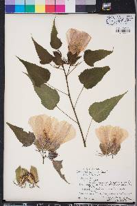 Hibiscus laevis image