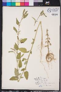 Sida spinosa image