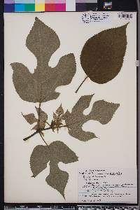 Broussonetia papyrifera image