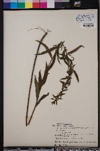 Ludwigia alata image