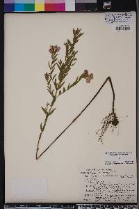 Rhexia aristosa image