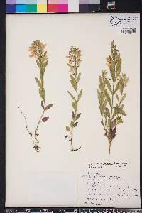 Scutellaria multiglandulosa image