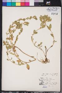 Cuphea carthagenensis image