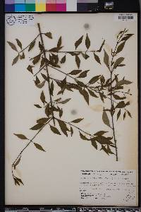 Forestiera acuminata image