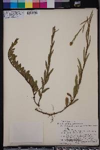 Ludwigia suffruticosa image