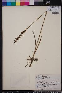 Spiranthes praecox image