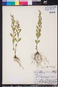 Scutellaria multiglandulosa image