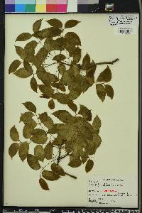 Swietenia mahogani image