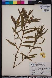 Ludwigia grandiflora image