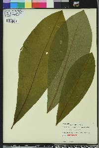 Magnolia tripetala image