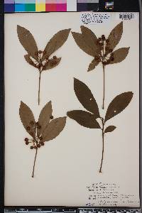 Ardisia crenata image