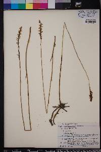 Spiranthes praecox image