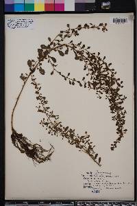 Ludwigia microcarpa image