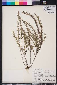 Scutellaria parvula image