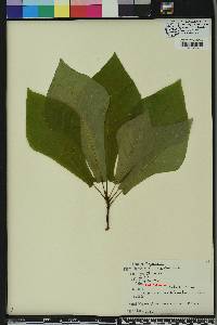 Magnolia pyramidata image