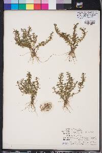 Rotala ramosior image