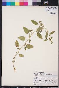 Sida spinosa image