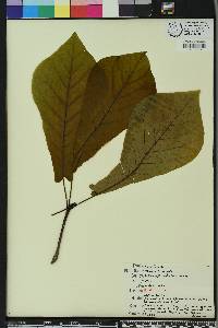 Magnolia pyramidata image