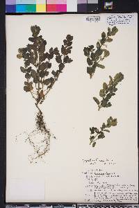 Scutellaria thieretii image