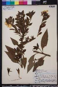 Ludwigia peruviana image