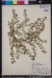 Ludwigia spathulata image