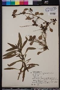 Ludwigia grandiflora image