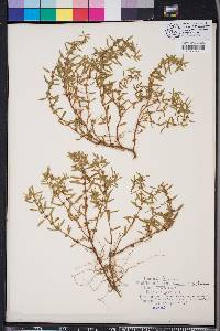 Rotala ramosior image