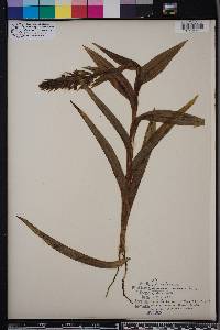 Habenaria repens image