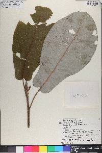 Magnolia ashei image