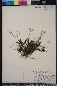 Epidendrum conopseum image