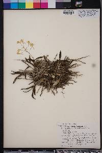 Epidendrum conopseum image