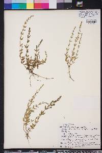 Scutellaria racemosa image