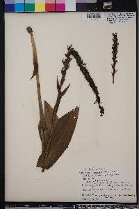 Habenaria repens image