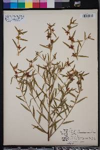 Ludwigia maritima image