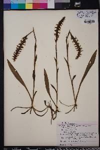 Spiranthes odorata image