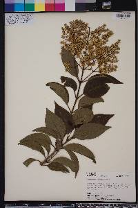 Ligustrum japonicum image