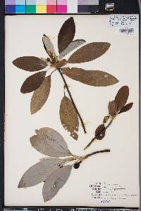 Magnolia virginiana image