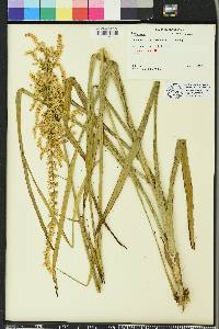 Stenanthium gramineum image