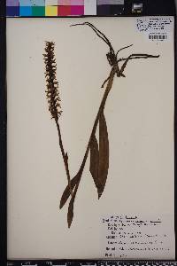 Spiranthes odorata image