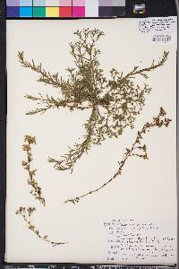 Polypremum procumbens image