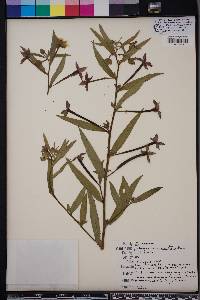 Ludwigia octovalvis image