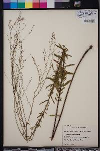 Oenothera filipes image