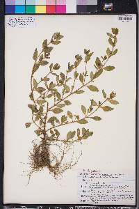 Cuphea carthagenensis image