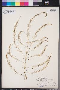 Asparagus officinalis image